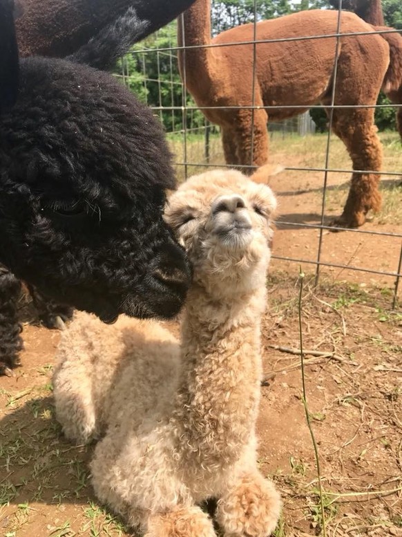 cute news animal tier alpaka

https://imgur.com/t/alpaca/vBMUdEH