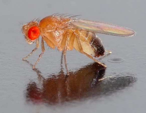 Photographie de la drosophile "mouche du vinaigre".