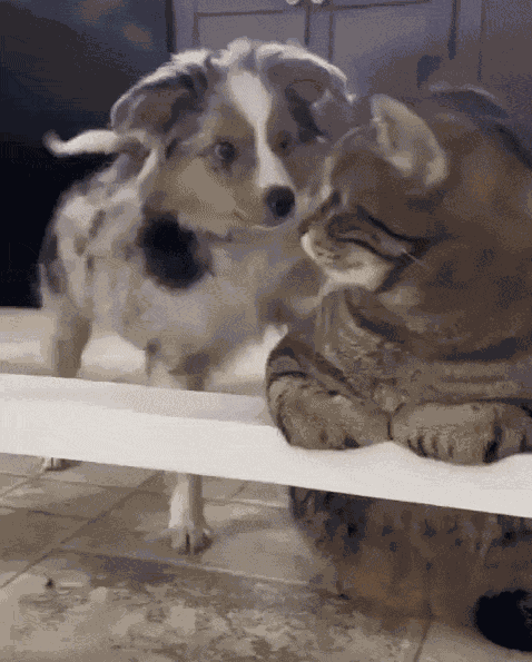 GIF animé