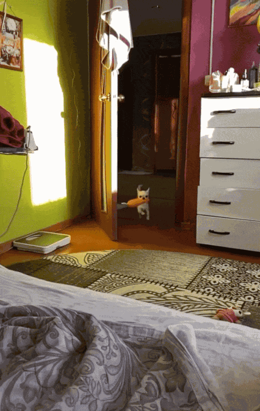 GIF animé