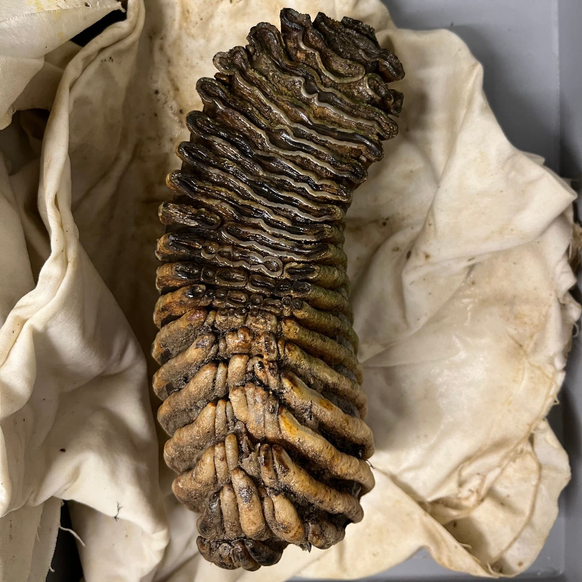 Un kayakiste a trouvé une mollaire de mammouth sur la Limmat.