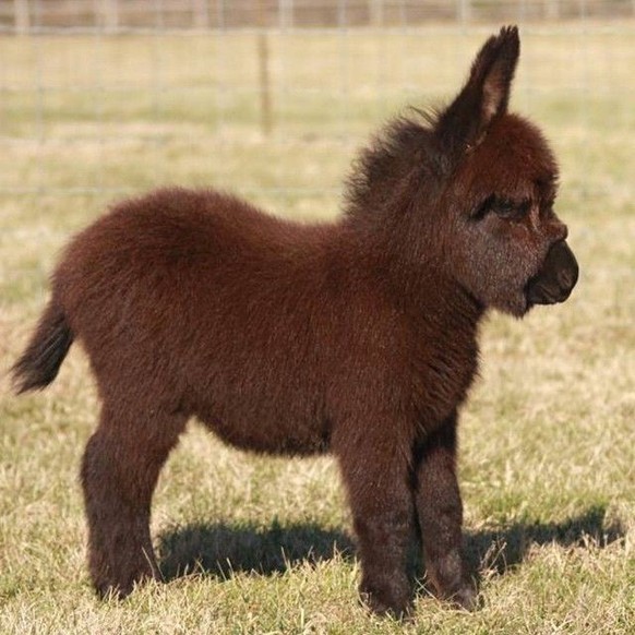 cute news tier esel

https://ch.pinterest.com/pin/19914423341629657/