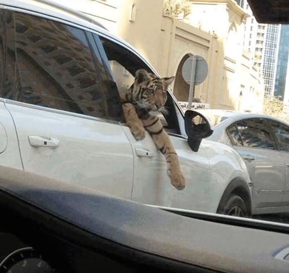 Dubai, Emirats arabes unis, tigre dans voiture