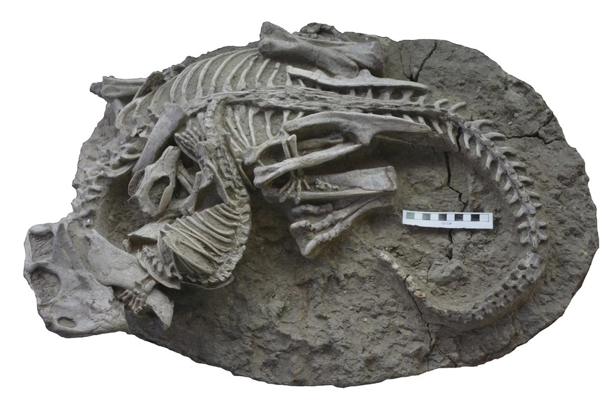 This image provided by the Canadian Museum of Nature shows entangled dinosaur and mammal skeletons. The scale bar equals 10 cm. The unusual fossil from China suggests some early mammals may have hunte ...