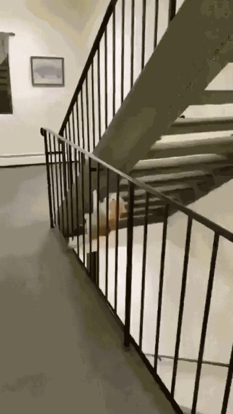 GIF animé