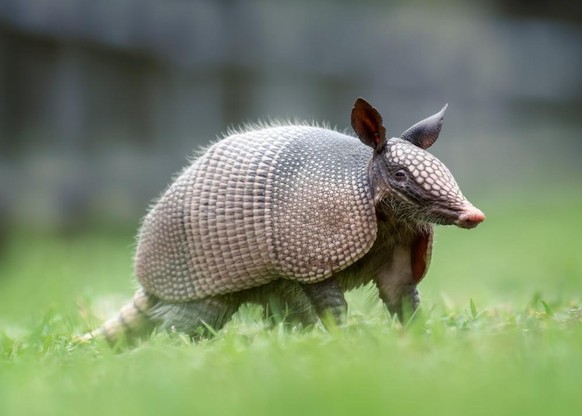 armadillo gürteltier