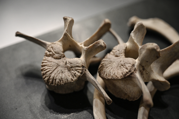 bear bones are seen at the Les Kane Kiyos restaurant run by chef Kiyoshi Fujimoto in Sapporo, in Japan’s northern Hokkaido prefecture.