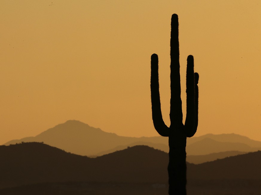 Le cactus Saguaro peut atteindre plus de 10 mètres et, gorgé d'eau, peser plus de deux tonnes. (photo symbolique)