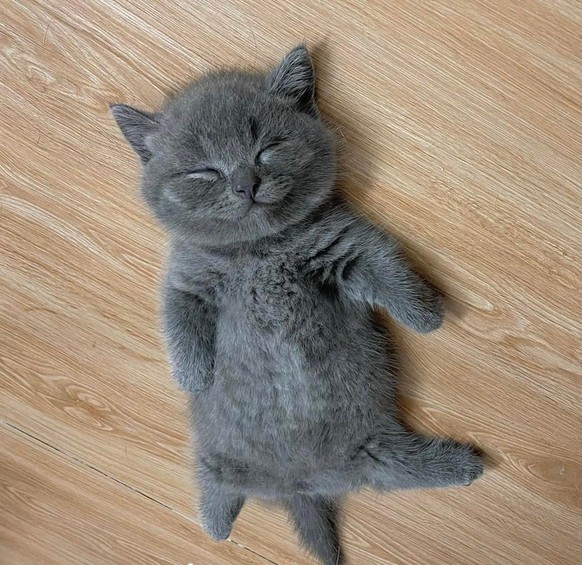 cute news animal tier katze cat

https://www.reddit.com/r/AnimalsBeingSleepy/comments/w97oum/oc_baby_full_of_milk/