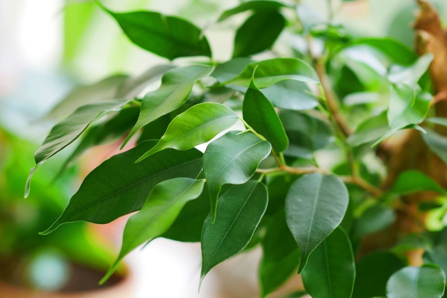 Ficus benjamina