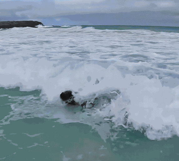 GIF animé