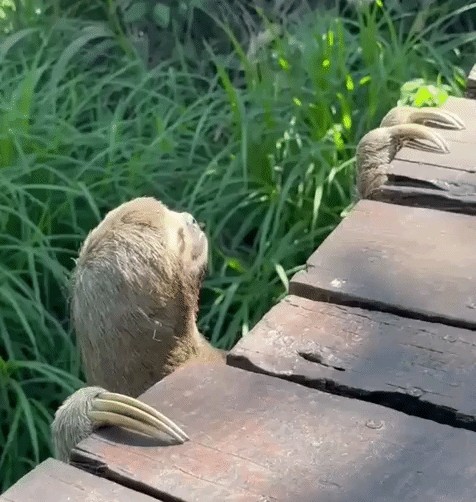 GIF animé