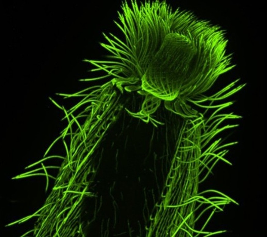 Image obtenue par microscopie à expansion de Lacrymaria, un micro-organisme eucaryote cilié, prélevé dans des échantillons environnementaux. La tubuline, principale protéine constitutive des microtubu ...