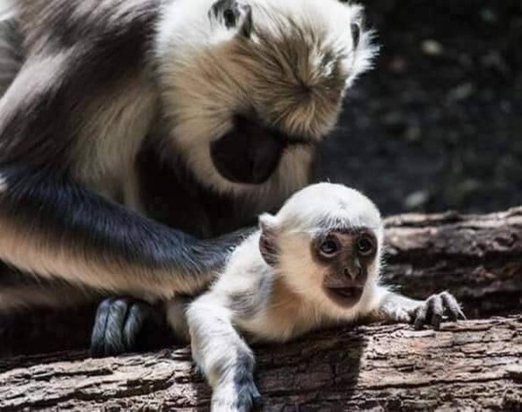 cute news animal tier affe

https://imgur.com/t/animals/rV7w5x6