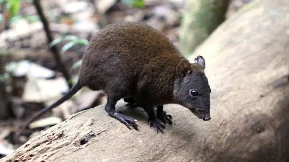 Photo diffusée par l&#039;Université Flinders, le 20 mars 2025, montrant un kangourou-rat musqué, un marsupial vivant dans le bush, le 14 octobre 2020 à Atherton Tablelands, en Australie.