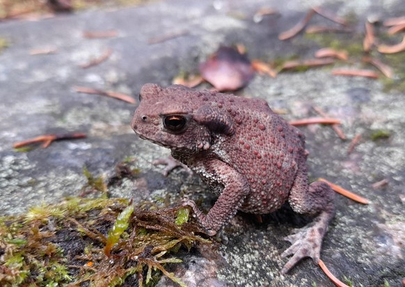 cute news tier kröte

https://imgur.com/t/toads/9pvZuJQ