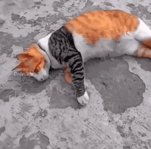 GIF animé