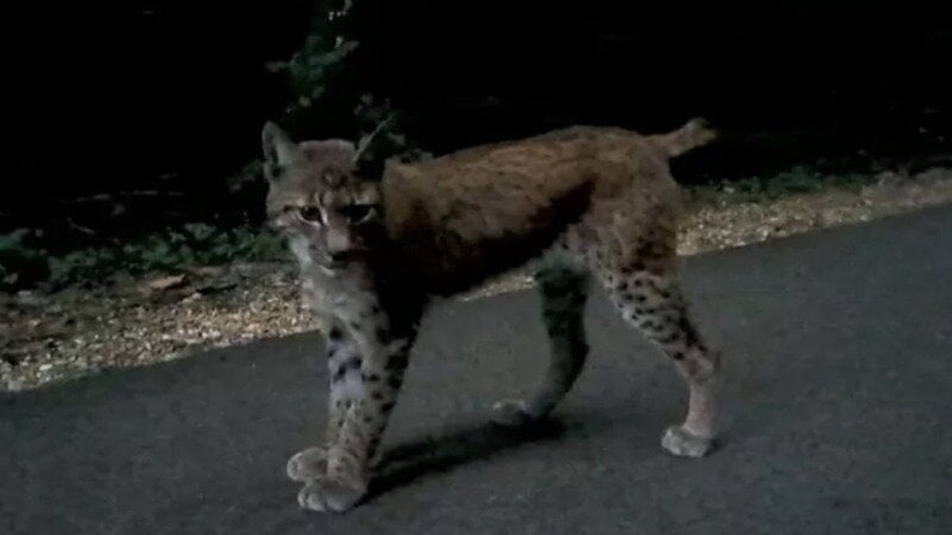 Le lynx Diego a été abattu dans le canton de Neuchâtel.