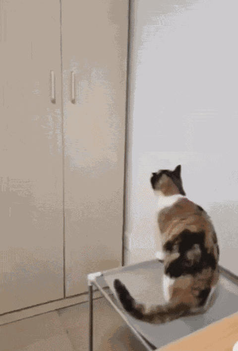GIF animé