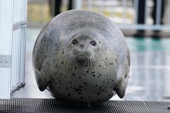 cute news tier robbe

https://www.reddit.com/r/RoundAnimals/comments/1ugu68o/i_guess_thats_a_perfect_orb/