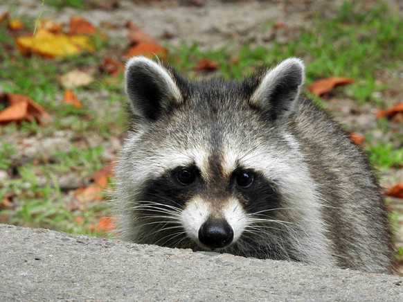 cute news animal tier trash panda waschbär

https://imgur.com/t/animals/uEZ64Bg