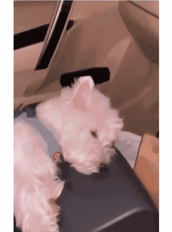 GIF animé