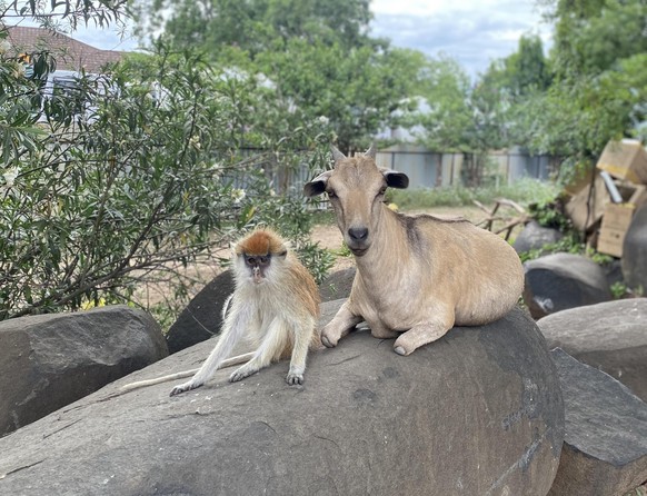 cute news tier geiss affe

https://www.reddit.com/r/AnimalsBeingBros/comments/12qtthv/i_see_these_monkey_hanging_with_goats_almost/