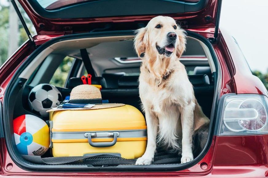 chien dans un coffre