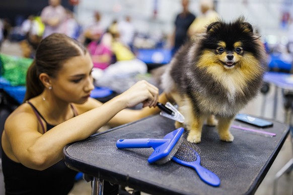 A woman grooms her dog during the "world dog show 2023" competiton in Geneva, Switzerland, Saturday, August 26, 2023. Participants from 80 countires are presenting over 21'500 dogs from ...