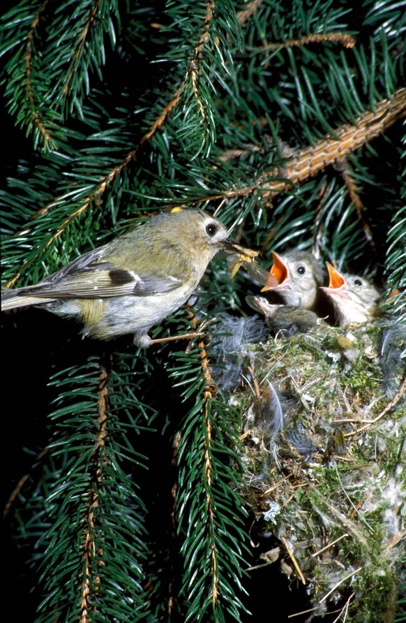 Wintergoldhähnchen (Regulus regulus) füttert seine Jungen