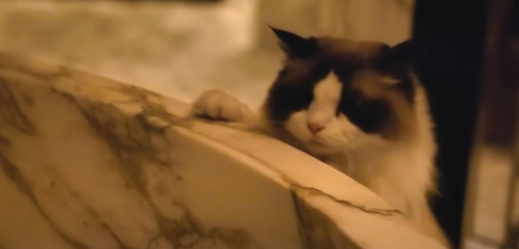 Benjamin Button, le chat de Taylor Swift.