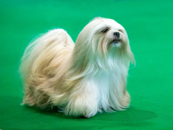 Le petit Lhassa Apso.