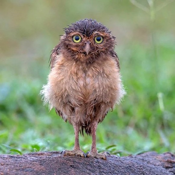 cute news tier eule

https://www.reddit.com/r/FunnyAnimals/comments/15l7rj9/wet_owls/
