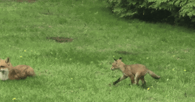 GIF animé