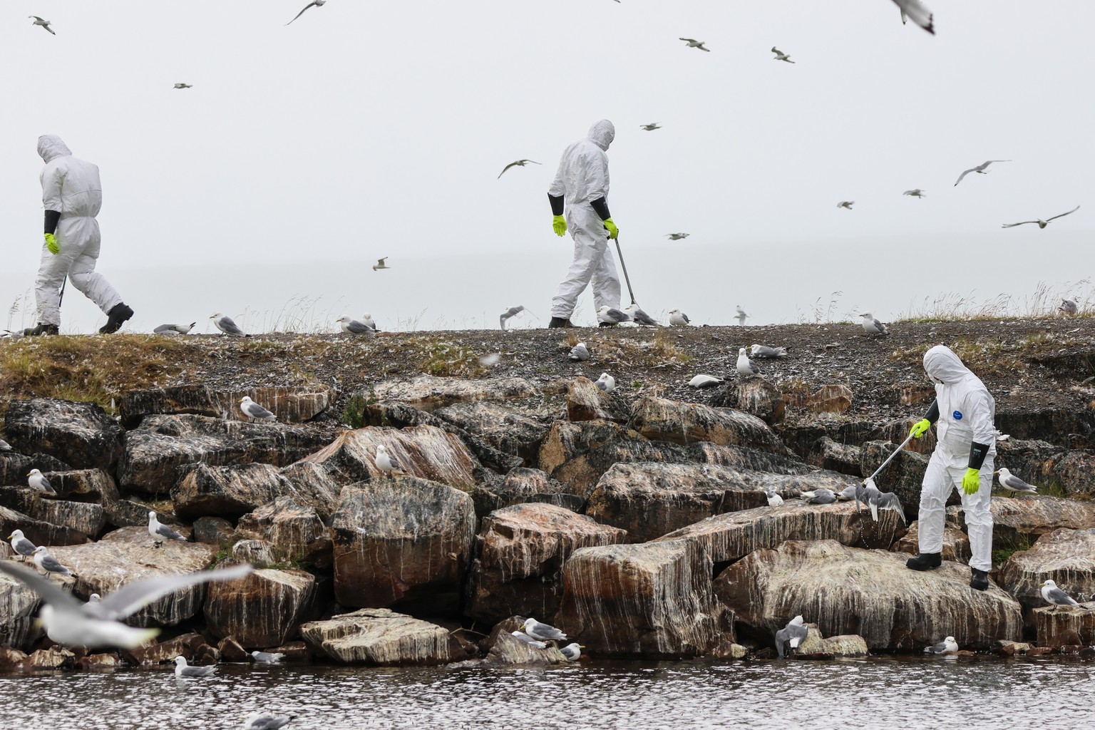 epaselect epa10760621 Officials collect dead birds at a river bank due to a major outbreak of bird flu in Vadso municipality in Finnmark, Norway, 21 July 2023. The Vadso municipality has collected 895 ...