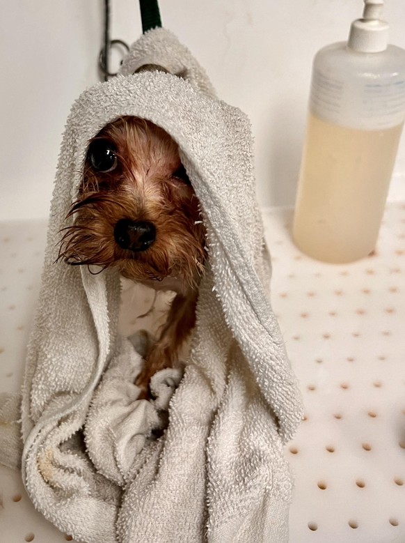 cute news tier hund

https://imgur.com/t/aww/FPgmxTE