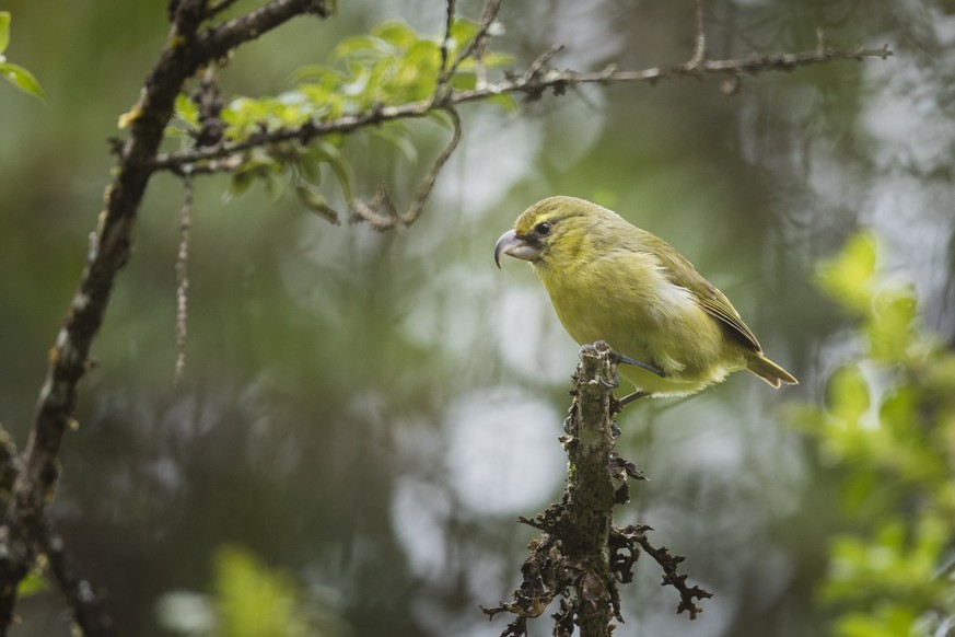 This photograph is of a Kiwikiu (Maui Parrotbill), a critically endangered Hawaiian honeycreeper on the Island of Maui. Kleidervogel in Hawaii.

https://commons.wikimedia.org/wiki/File:Kiwikiu_perched ...