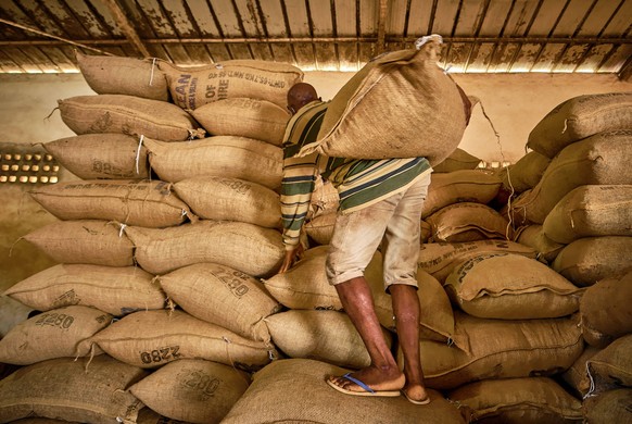 Plantation Of Cocoa - Ivory Coast Plantation of cocoa in San Pedro, Ivory Coast on March 6, 2024. The cocoa beans are extracted from the pods to be dried and then placed in large bags to be sold. Yvor ...