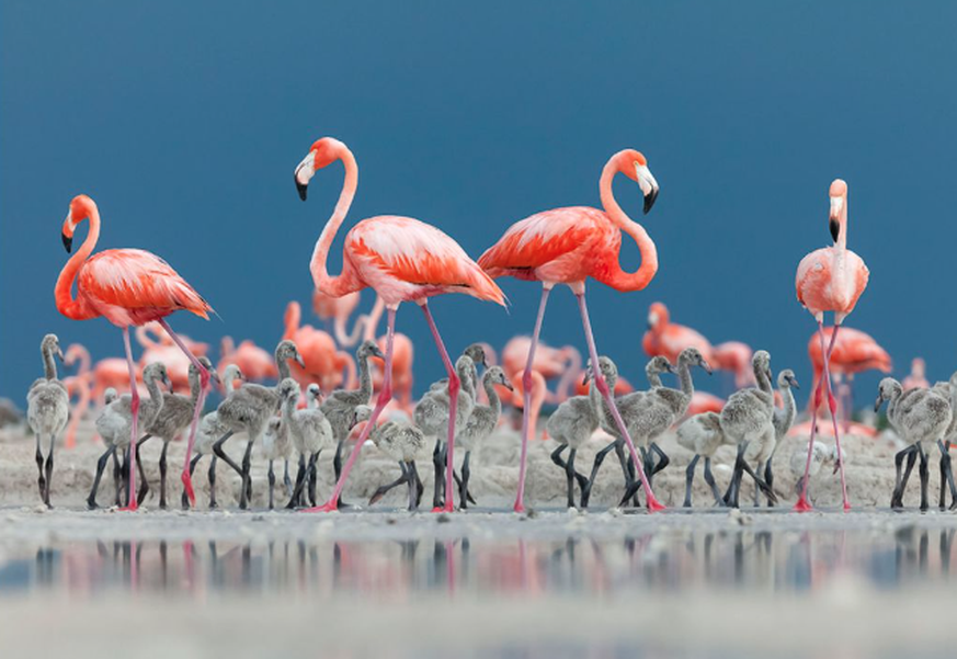 Wildlife Photographer of the Year People’s Choice Award, Flamingos