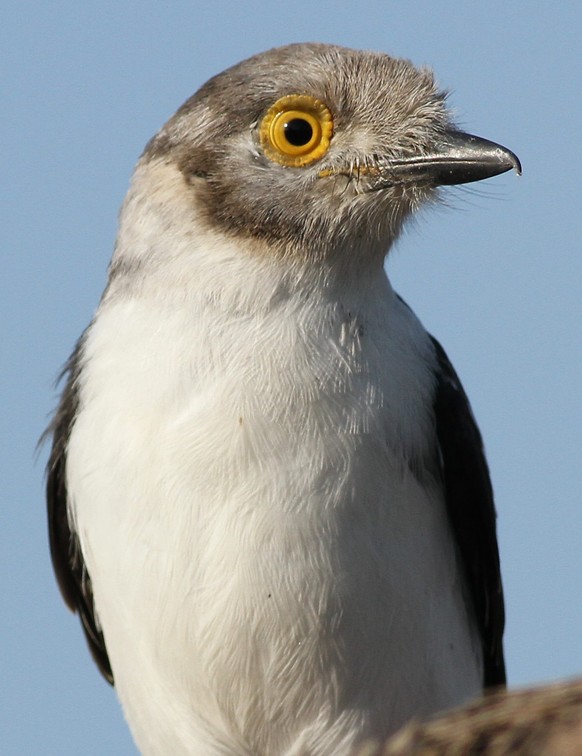 cute news tier vogel Weissschopf-Brillenvanga