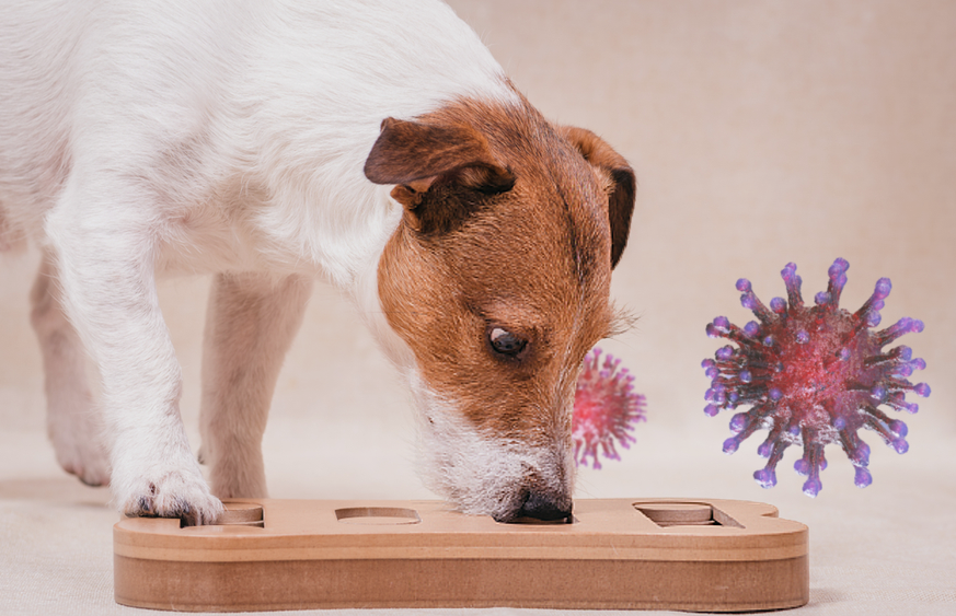 Selon une étude française, les chiens sont capables de détecter le Covid avec un taux de réussite de 97%.