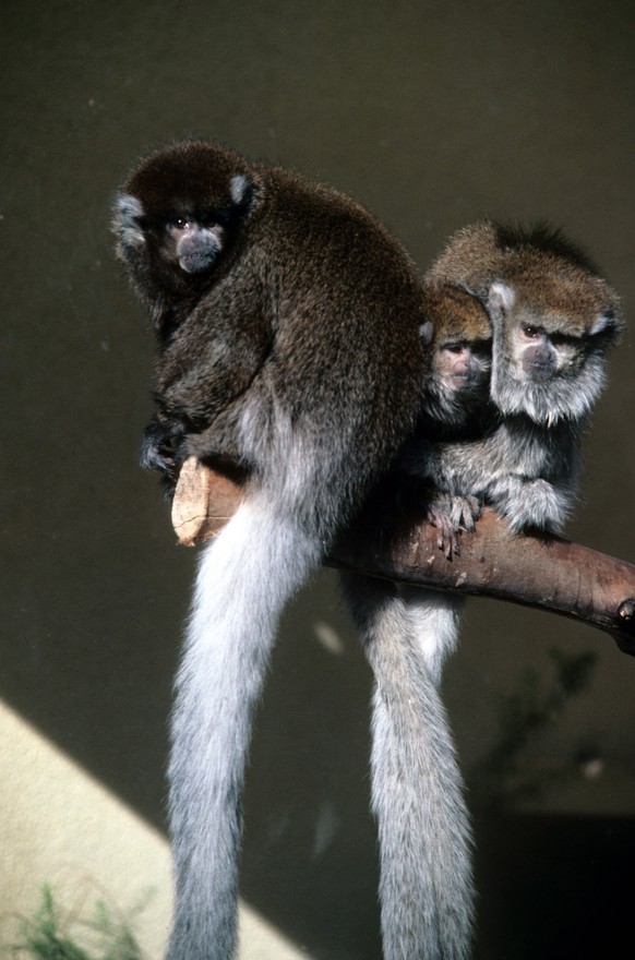 Titi Monkey Bolivian Titi Monkey Callice.......... Titi Monkey Bolivian Titi Monkey Callicebus donacophilus, Credit:Kenneth W. Fink / Avalon PUBLICATIONxNOTxINxUKxFRAxUSA Copyright: xKennethxW.xFinkx/ ...