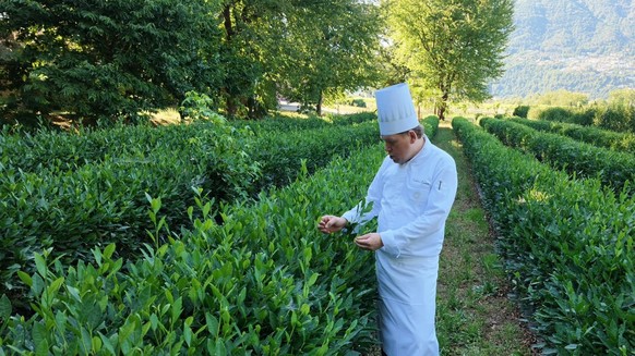 Le chef Mattias Roock peut puiser dans la production agricole de l'hôtel Castello del Sole Beach Resort &amp; Spa, à Ascona. pour créer toutes sortes de délices. Ici, dans un champ de thé vert.