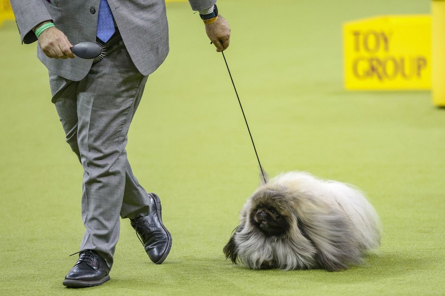 Le Westminster Kennel Club Dog show 2025