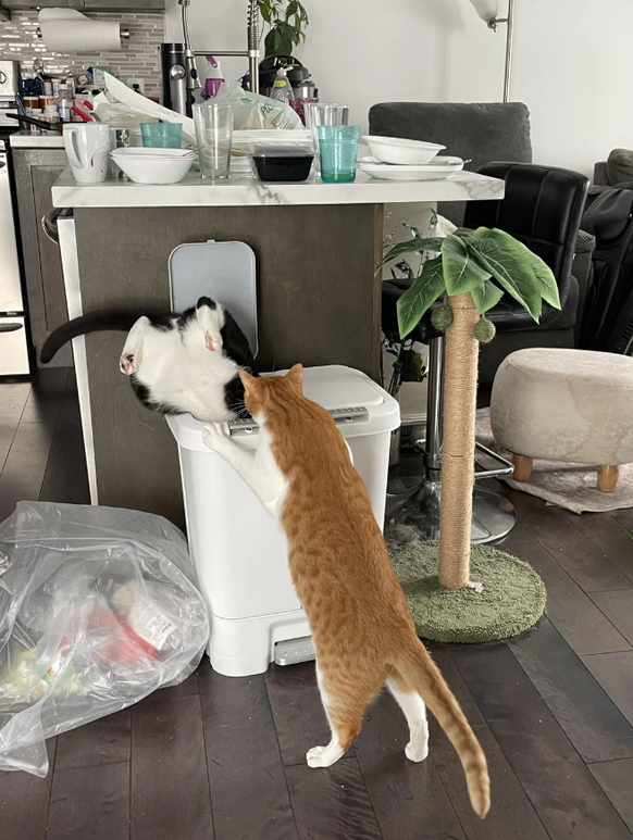 Die lustigsten Fails der Woche: Katze