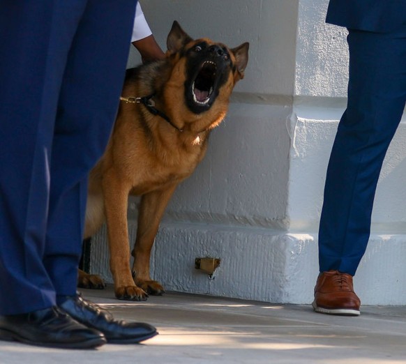 WASHINGTON, DC - JUNE 25: Commander, the dog of U.S. President Joe Biden, looks on as Biden departs on the south lawn of the White House on June 25, 2022 in Washington, DC. Biden is traveling to Europ ...