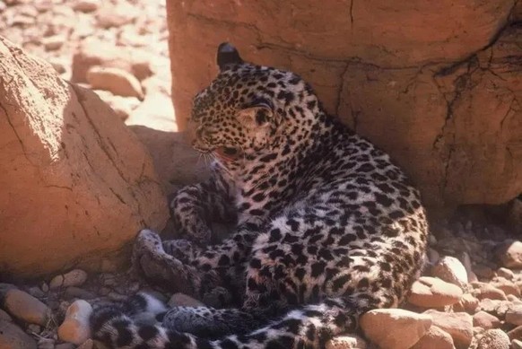cute news tier arabischer leopard

https://www.reddit.com/r/NatureIsFuckingLit/comments/193253e/the_very_rare_israeli_leopard/