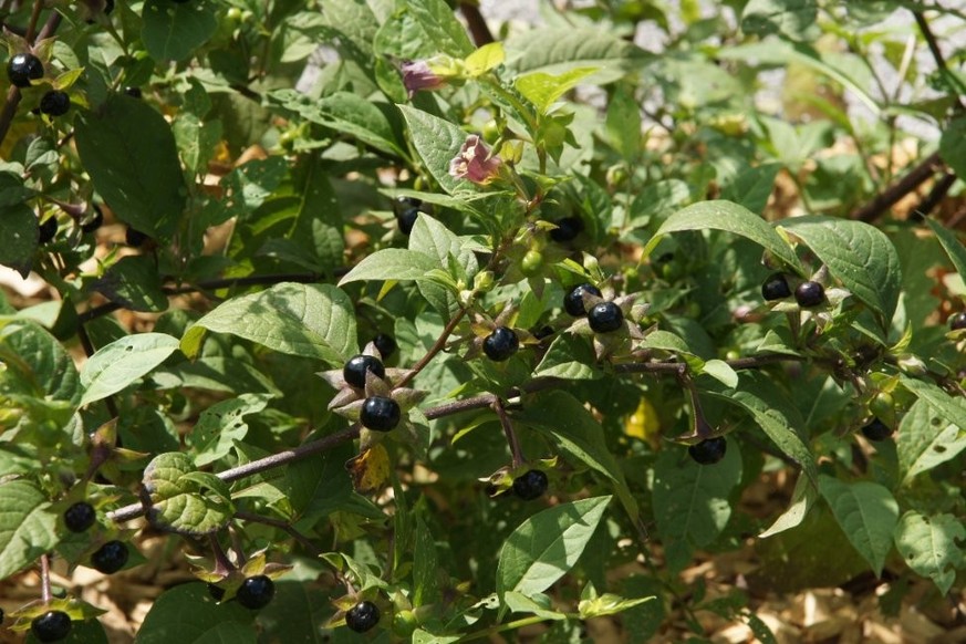 La Belladone possède des fleurs de couleur mauve sale, visibles en même temps que les fruits.