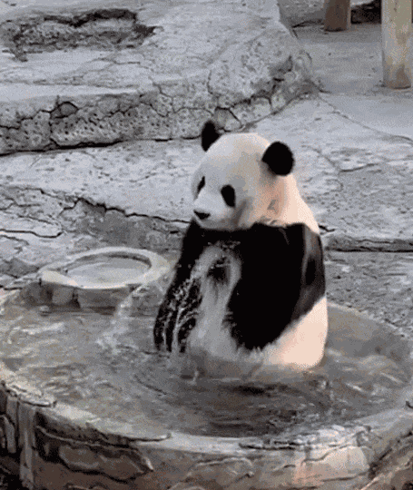 GIF animé
