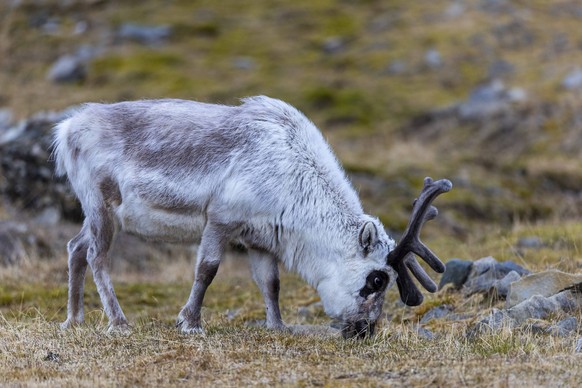 Spitzbergen-Ren Rangifer tarandus platyrhynchus äst, Säugetiere Mammalia, Longyearbyen, Spitzbergen, Svalbard Svalbard skink Rangifer tarandus platyrhynchus, Mammals Mammalia, Longyearbyen, Spitsberge ...